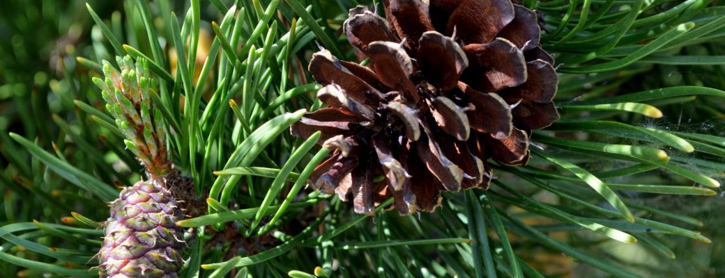 Wood River in Jackson Kimball State Park Oregon