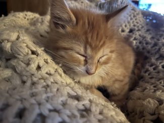 Precious in His sight!